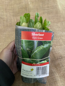 Silverbeet - Dark Green